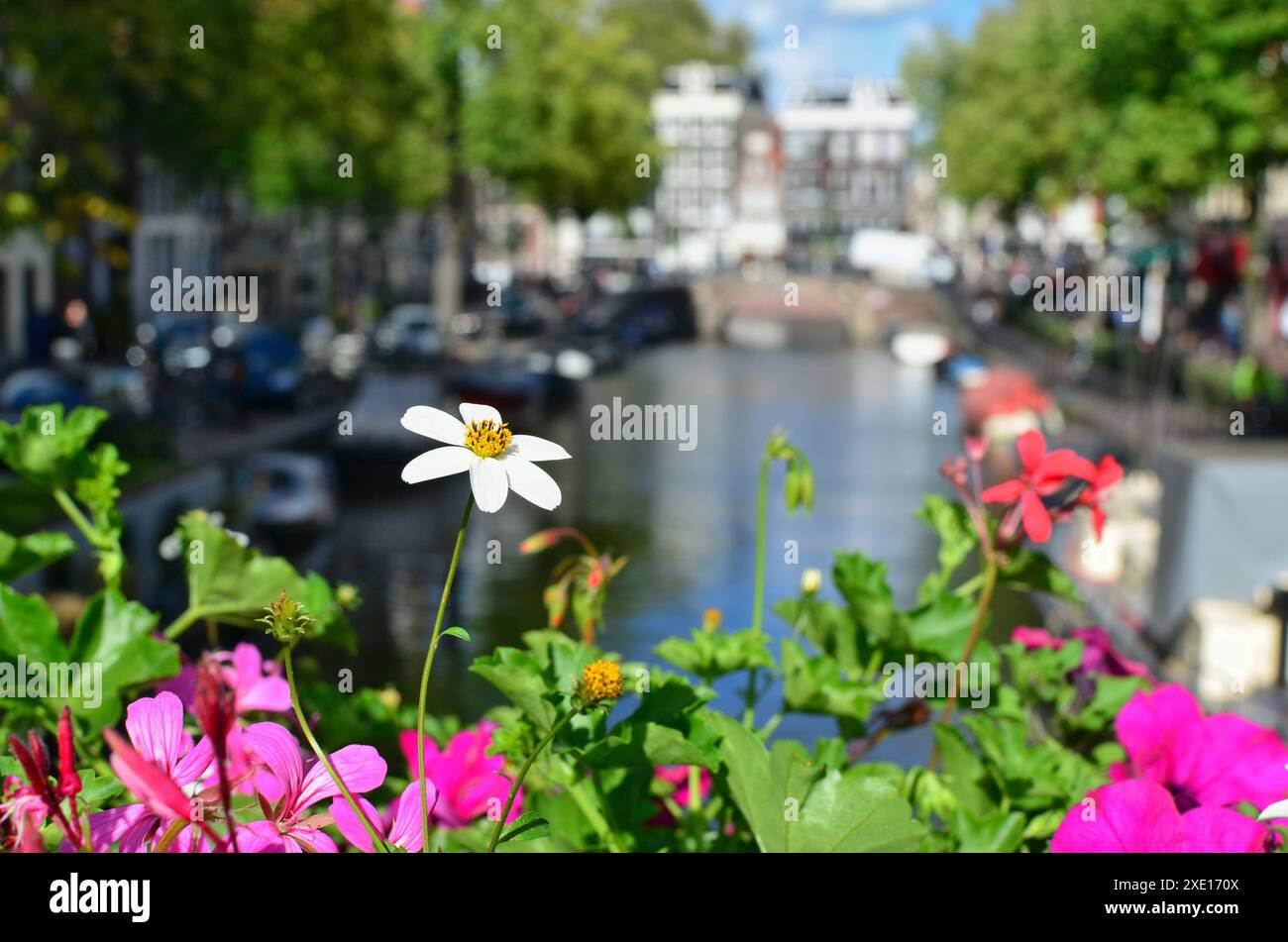 La camomille fleurit dans un lit de fleurs de ville Banque D'Images
