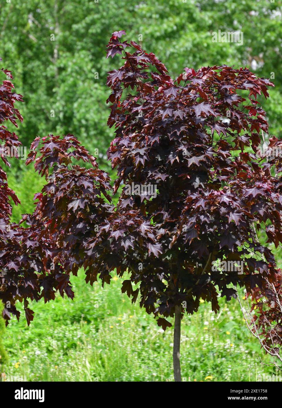 Acer Platanoides est un rouge Maple Royal de Norvège Banque D'Images