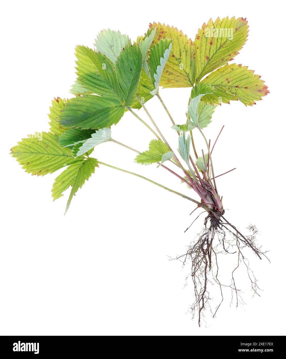 Racines et feuilles d'un buisson de fraises sauvages d'été isolées Banque D'Images