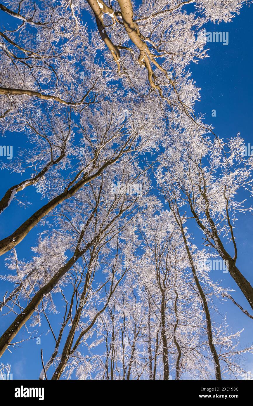 Géographie / voyage, Allemagne, Hesse, er Forest in Rheingau-Taunus nature Reserve near Engenhahn, ADDITIONAL-RIGHTS-LEARANCE-INFO-NOT-AVAILABLE Banque D'Images