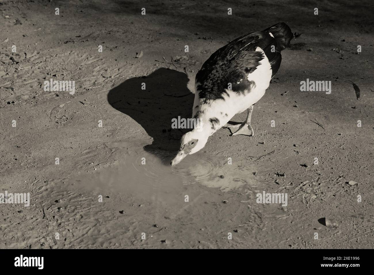 Canard de Barbarie avec des plumes noires et blanches distinctives buvant dans une petite flaque dans le parc Maria Luísa Banque D'Images