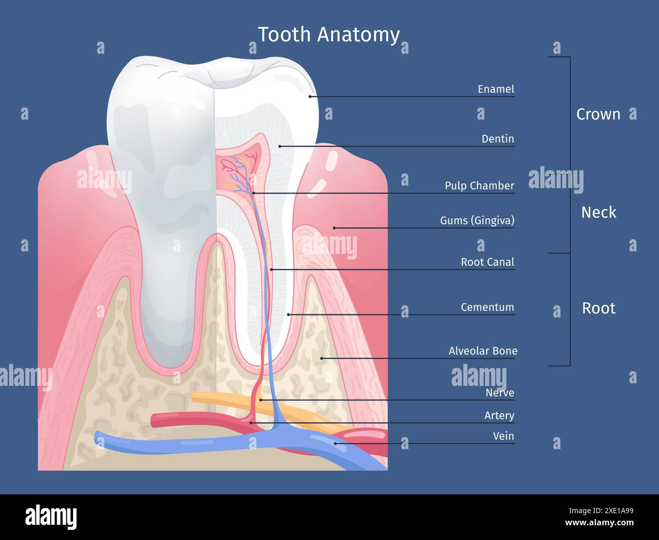 Infographie anatomique dentaire. Structure anatomique des dents, parties de dentiers diagramme d'éducation dentaire affiche émail dentine racine nerveuse à l'intérieur de la cavité buccale de l'os de la gencive, illustration vectorielle chic Illustration de Vecteur