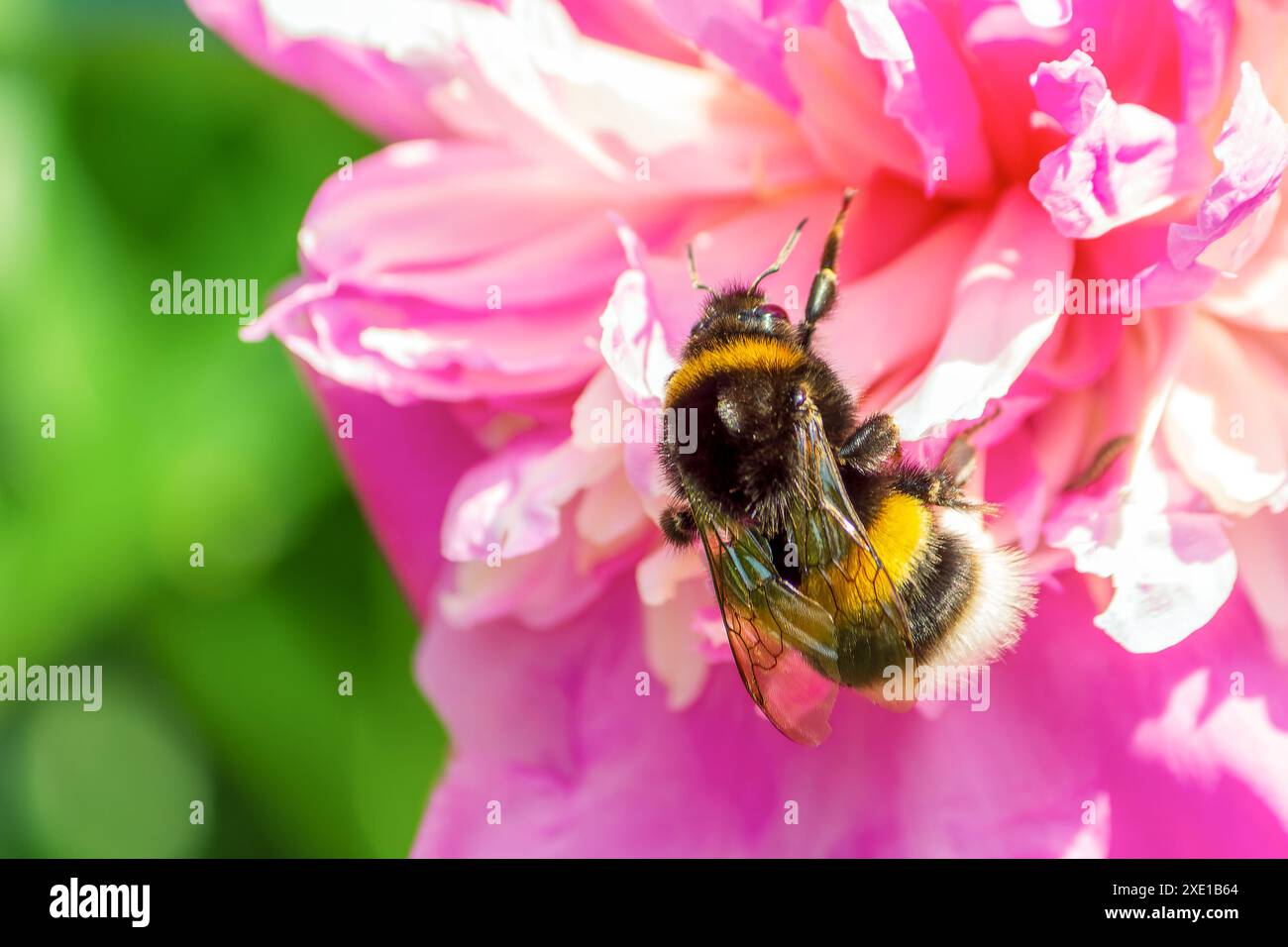 Un bourdon sur le bourgeon d'une fleur de pivoine rose. Gros plan. Banque D'Images