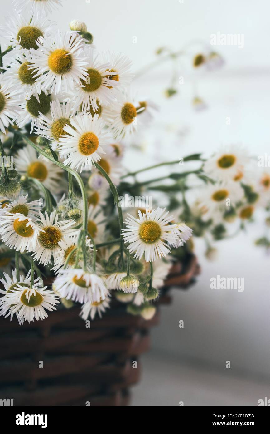 Bouquet de petites danses dans un panier en osier. Fleurs de camomille dans le panier sur la table. Intérieur confortable avec des fleurs blanches. Cadeau floral. Mode de vie rural. Banque D'Images