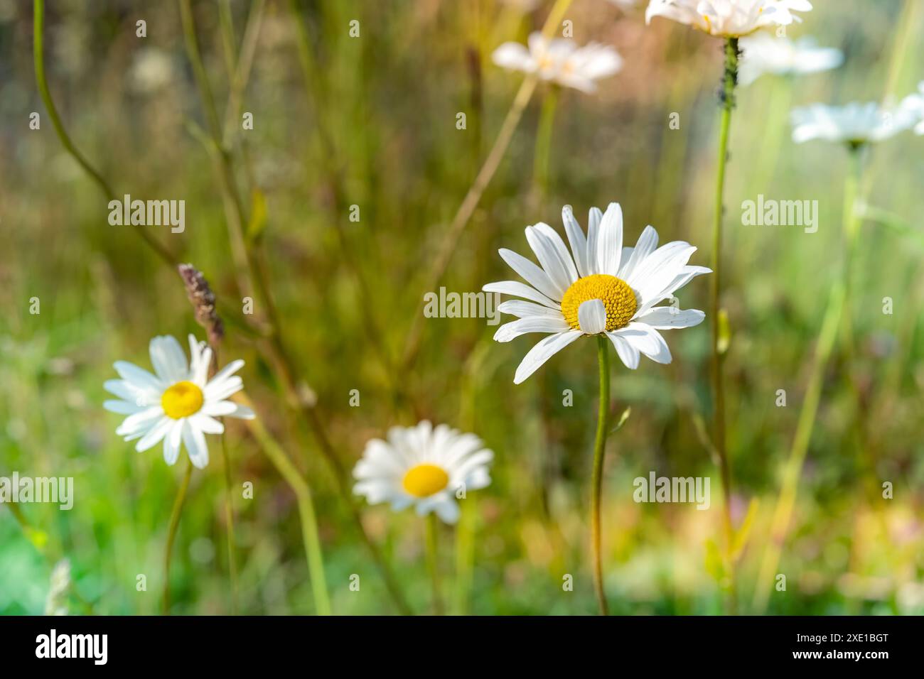 Marguerites avec effets de lumière au soleil Banque D'Images