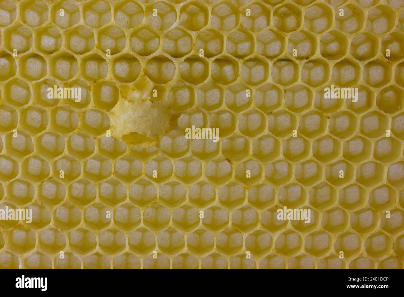 Nid d'abeille et noyau pour reine d'abeille. Banque D'Images