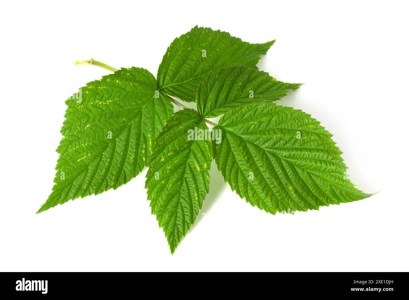 Une branche avec des feuilles de framboise isolé sur un fond blanc. Feuilles avec des taches causées par les ravageurs. Banque D'Images