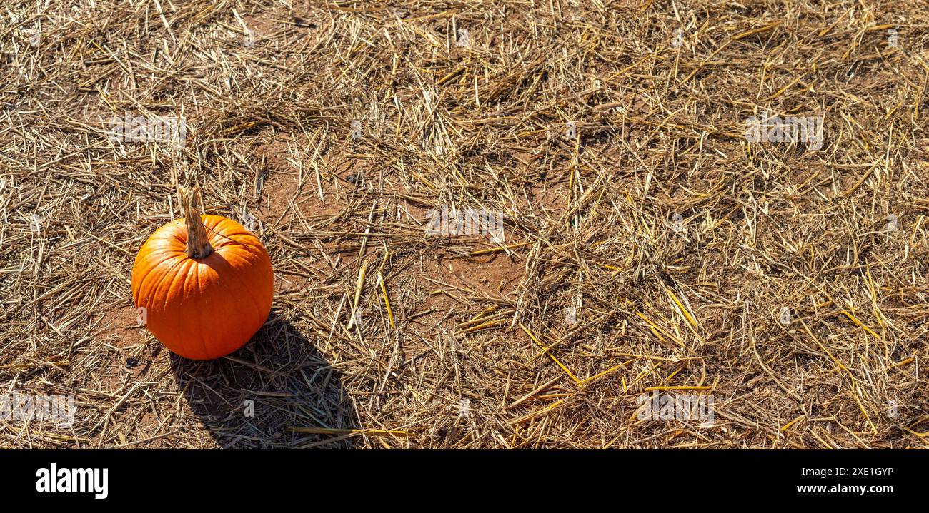 Citrouille orange vibrante sur un sol agricole recouvert de paille, mûre et prête pour la récolte Banque D'Images