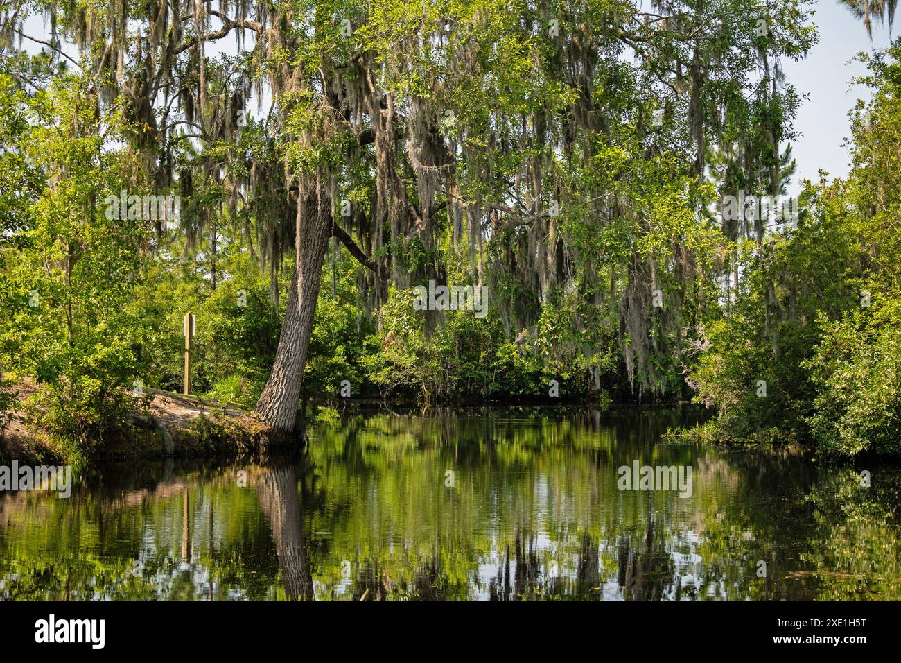 Paysage marécageux dans la réserve naturelle nationale d'Okefenokee en Géorgie Banque D'Images