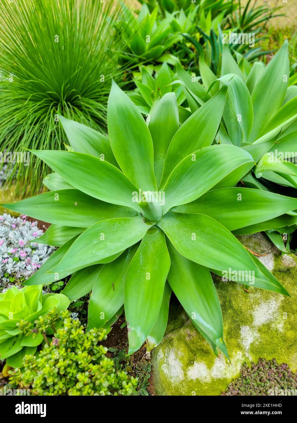Panama, Boquete, agave au cou des cygnes Banque D'Images