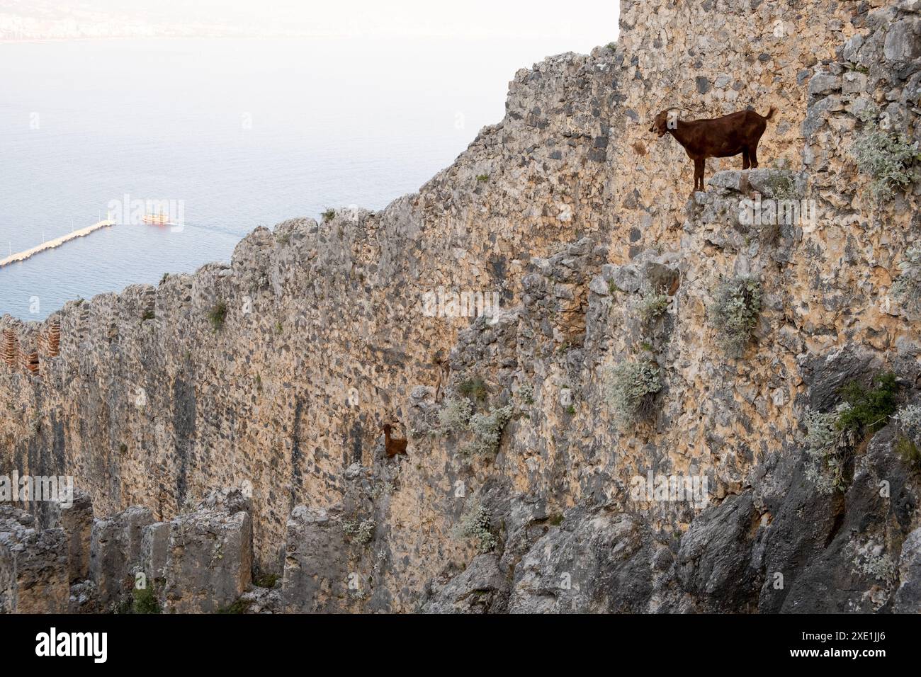 Chèvres de montagne sur des falaises abruptes ou des murs de pierre. Banque D'Images