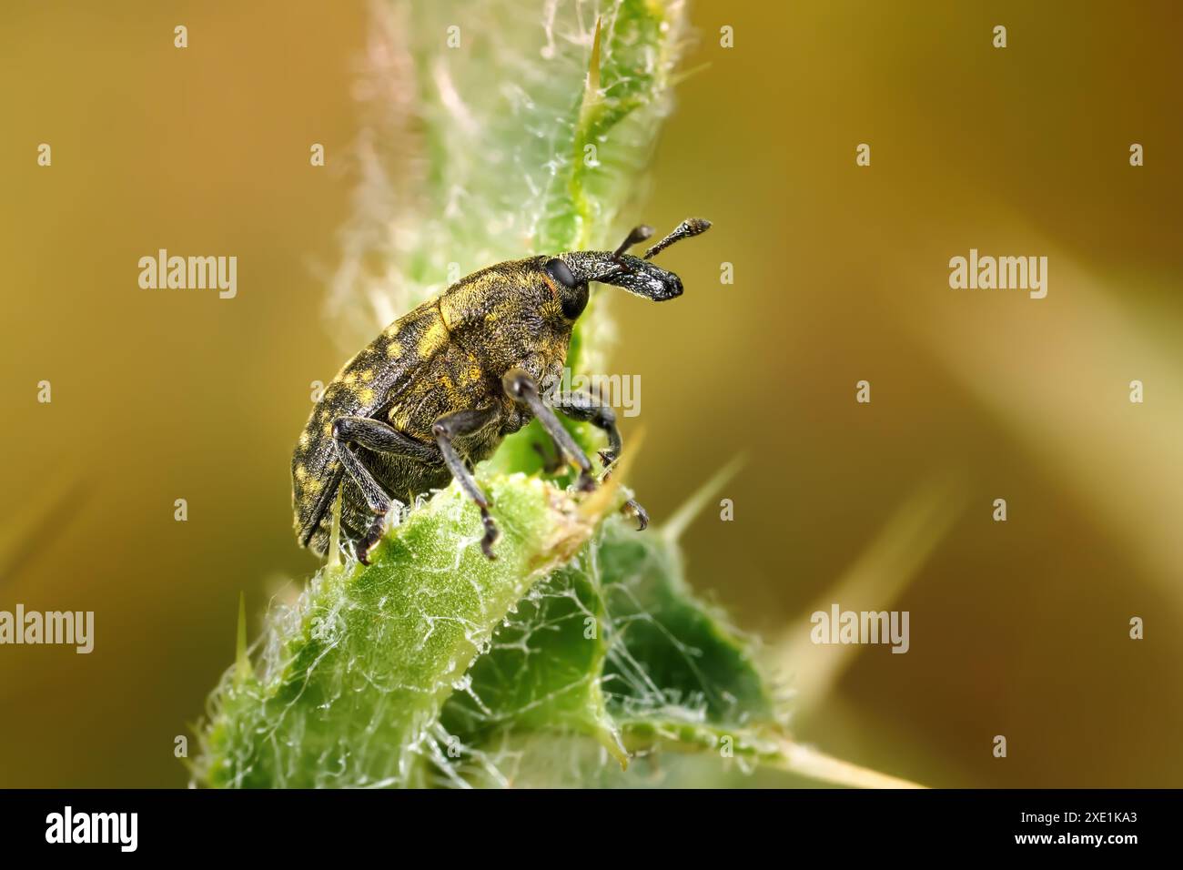 Larinus sturnus - charançon en vue de côté sur un chardon Banque D'Images