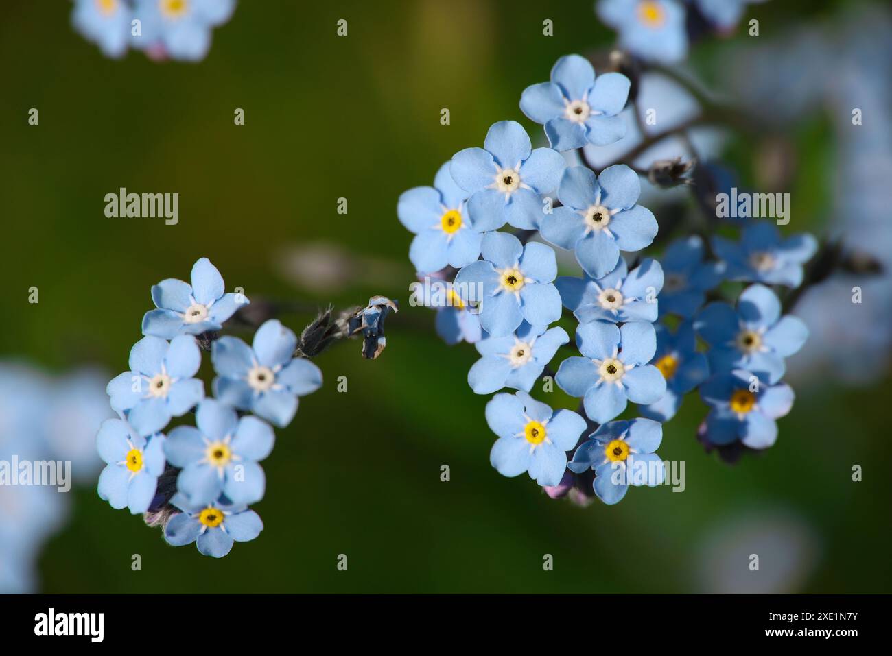 Bleu oublie-moi pas de fleurs au-dessus du vert Banque D'Images