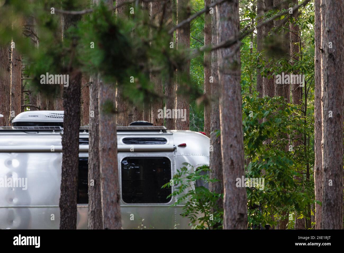 La remorque Airstream permet d'accueillir un groupe de grands arbres à feuilles persistantes Banque D'Images
