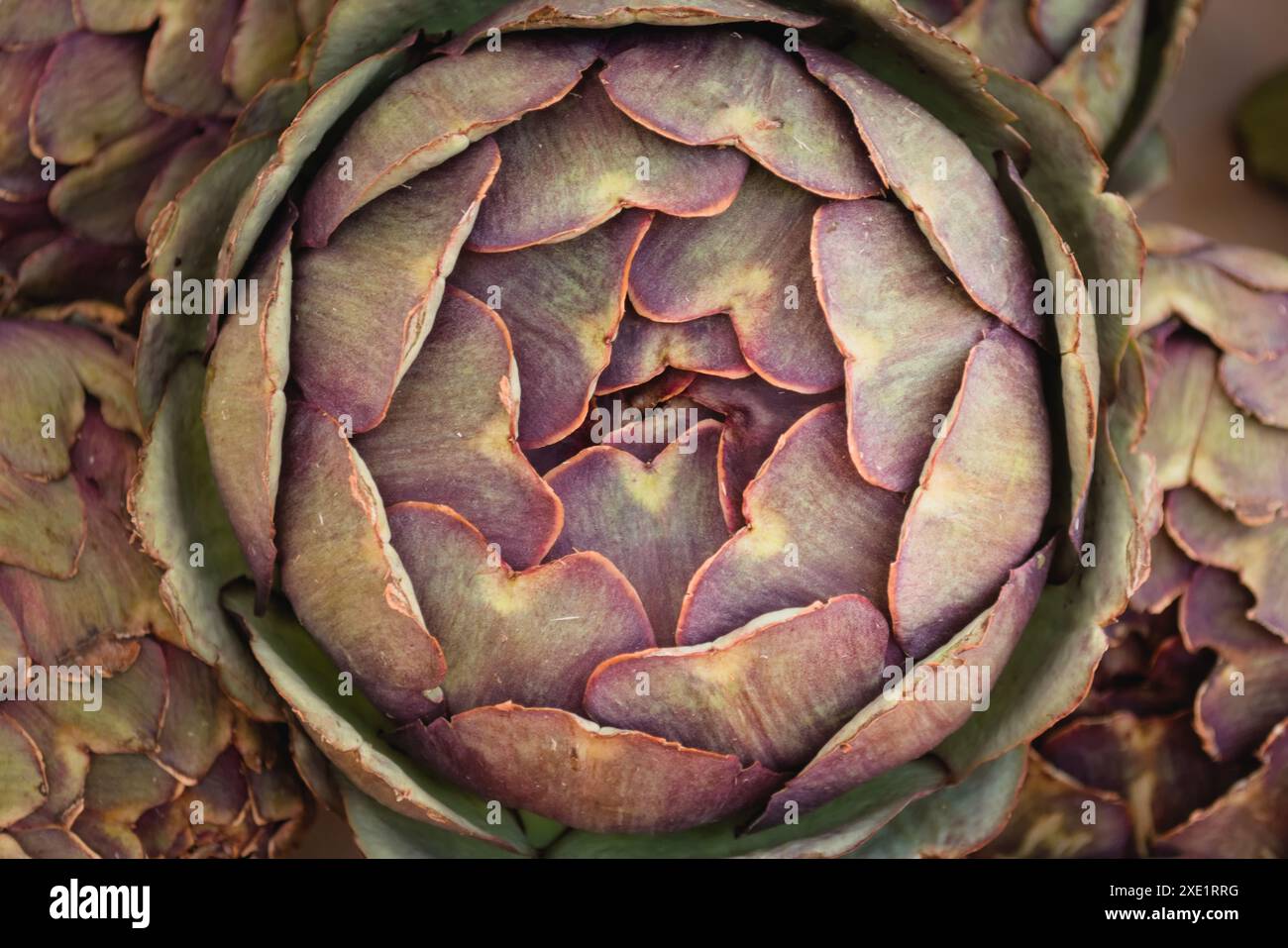 Fleur d'artichaut mûre et violette. Manger sain, légume. Gros plan sur les détails. Banque D'Images