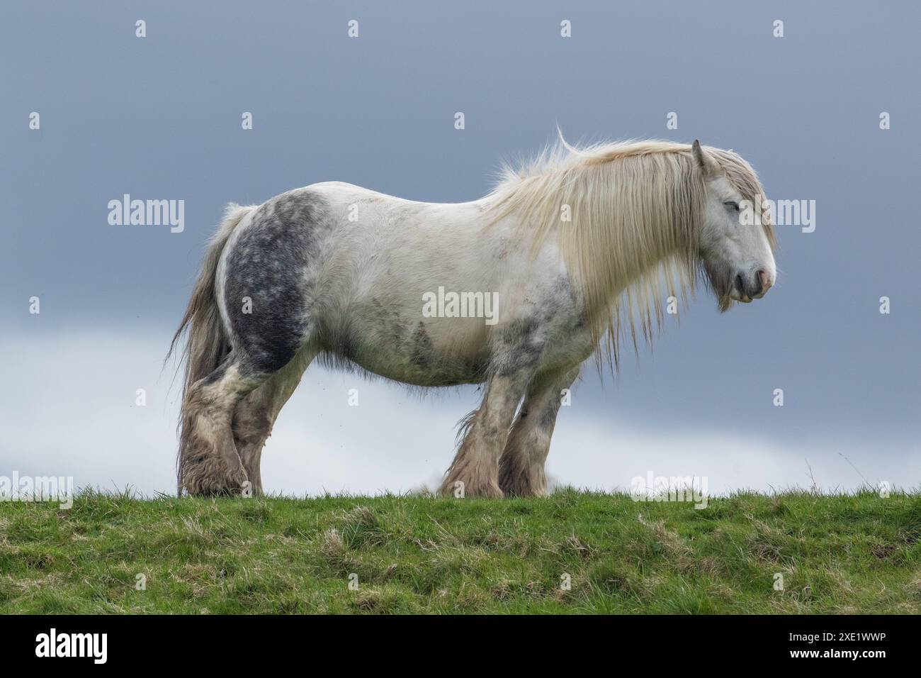 Une jument adulte (cheval femelle) dort debout. (Cheval endormi debout). Banque D'Images