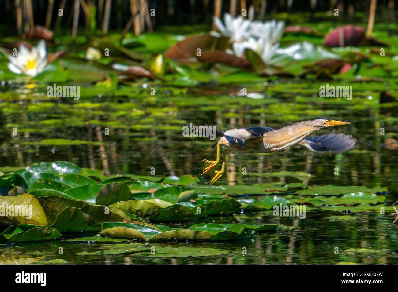 Petite amère commune volante (Ixobrychus minutus / Ardea minuta) mâle adulte décollant des nénuphars dans les marais au printemps Banque D'Images