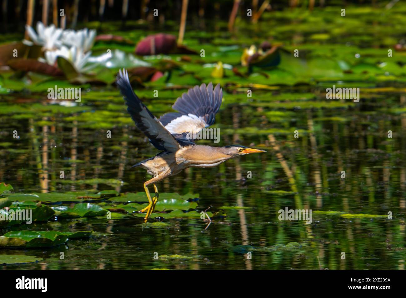Petite amère commune volante (Ixobrychus minutus / Botaurus minutus) mâle adulte décollant des nénuphars dans les marais au printemps Banque D'Images