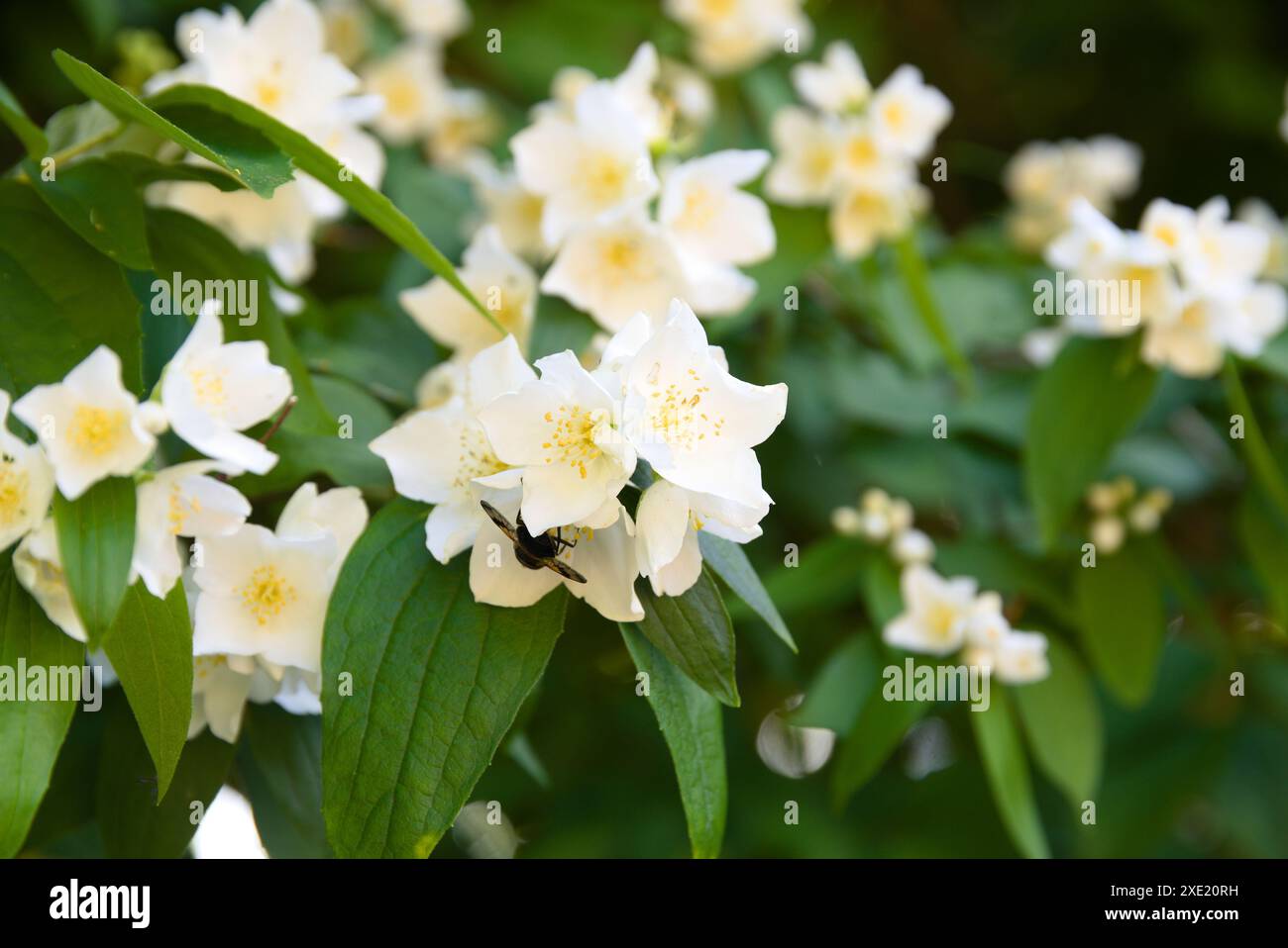 Faux jasmin ou fausse orange en fleur - nourriture pour insectes Banque D'Images