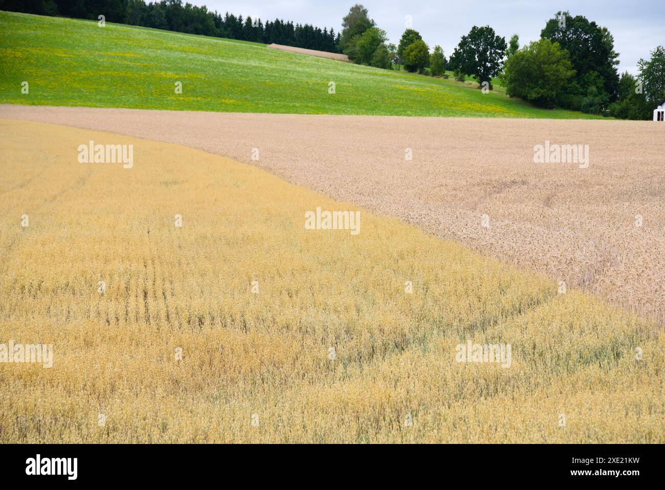 Champs de céréales avec avoine et triticale de grain fourragère - agriculture Banque D'Images