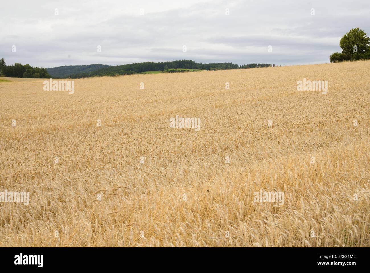 Champ de céréales avec triticale de céréales fourragères - mélange de blé et de seigle Banque D'Images