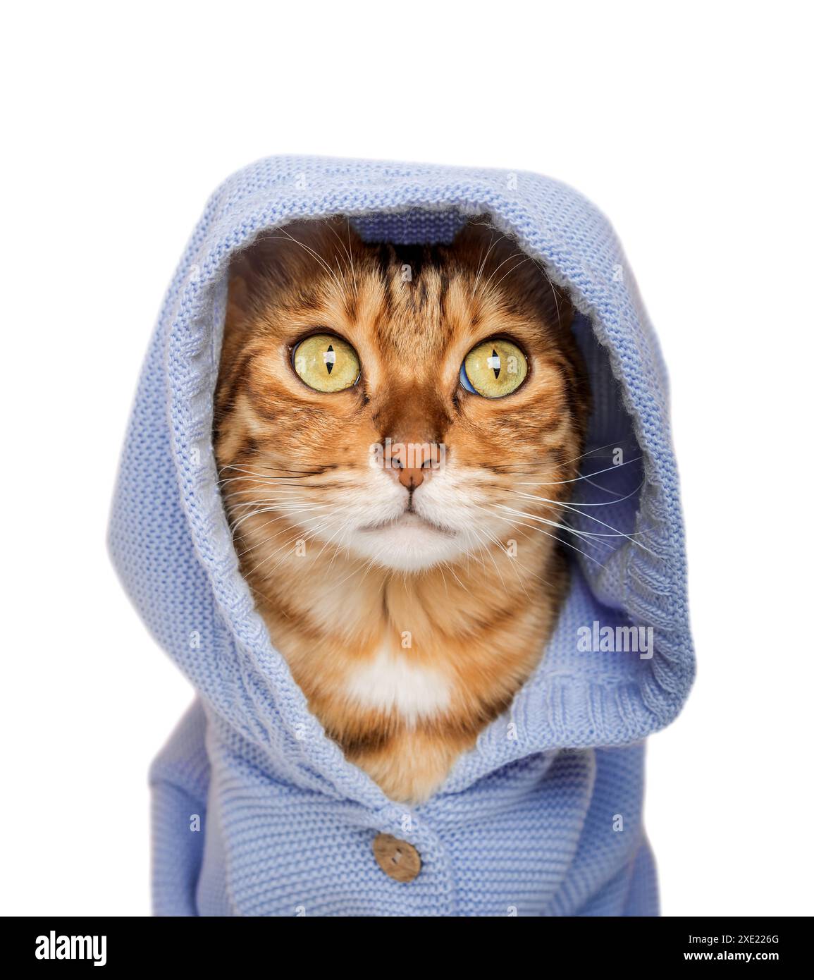 Chat rouge dans une capuche sur un fond blanc. Banque D'Images
