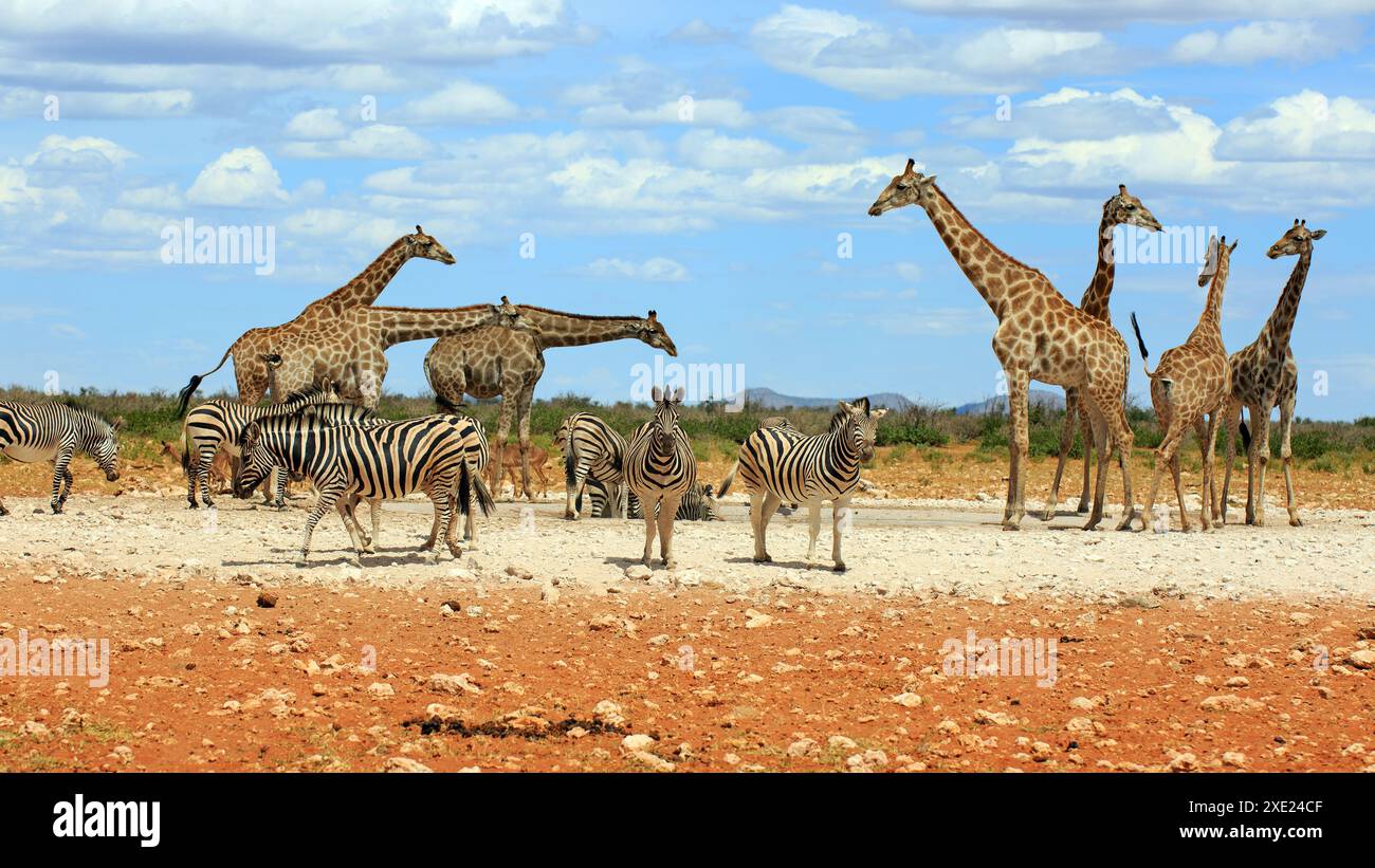 Zèbres de montagne et girafes Banque D'Images