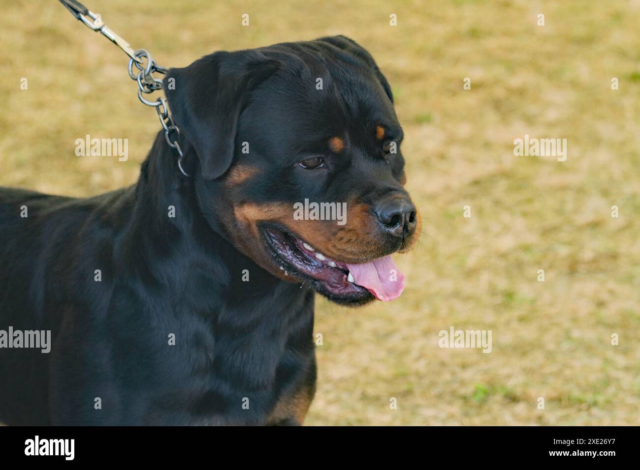 Chien pedigree à l'exposition canine internationale en Allemagne Banque D'Images