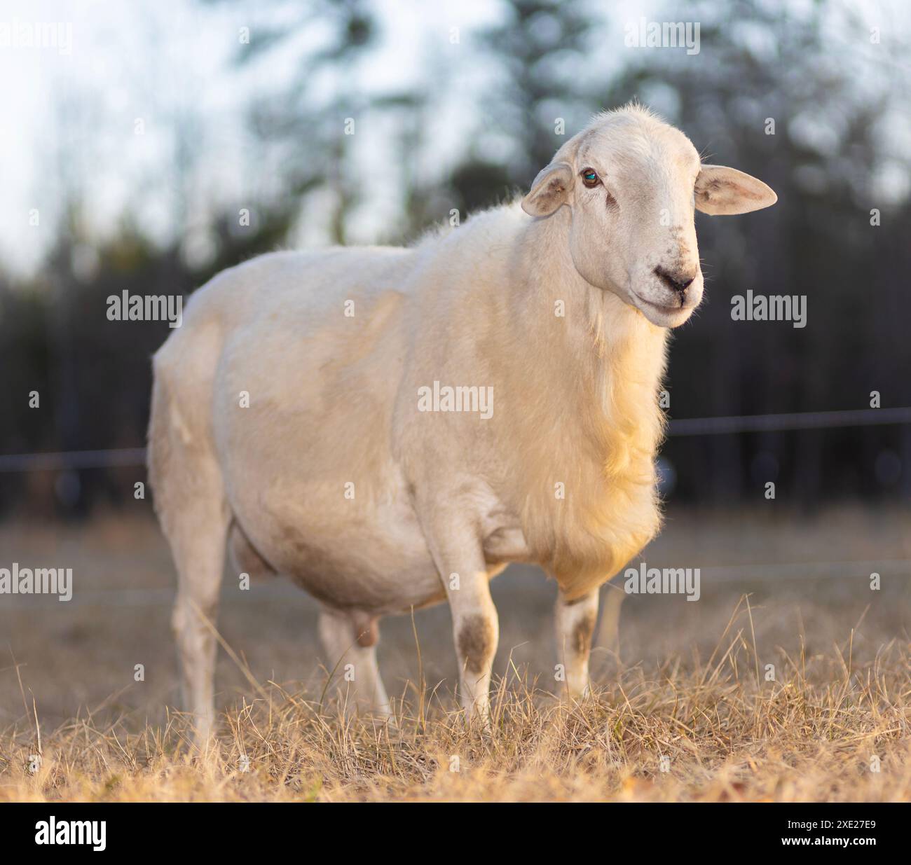 Bélier blanc de mouton Katahdin qui est grand et entièrement cultivé debout sur un pâturage en Caroline du Nord. Banque D'Images