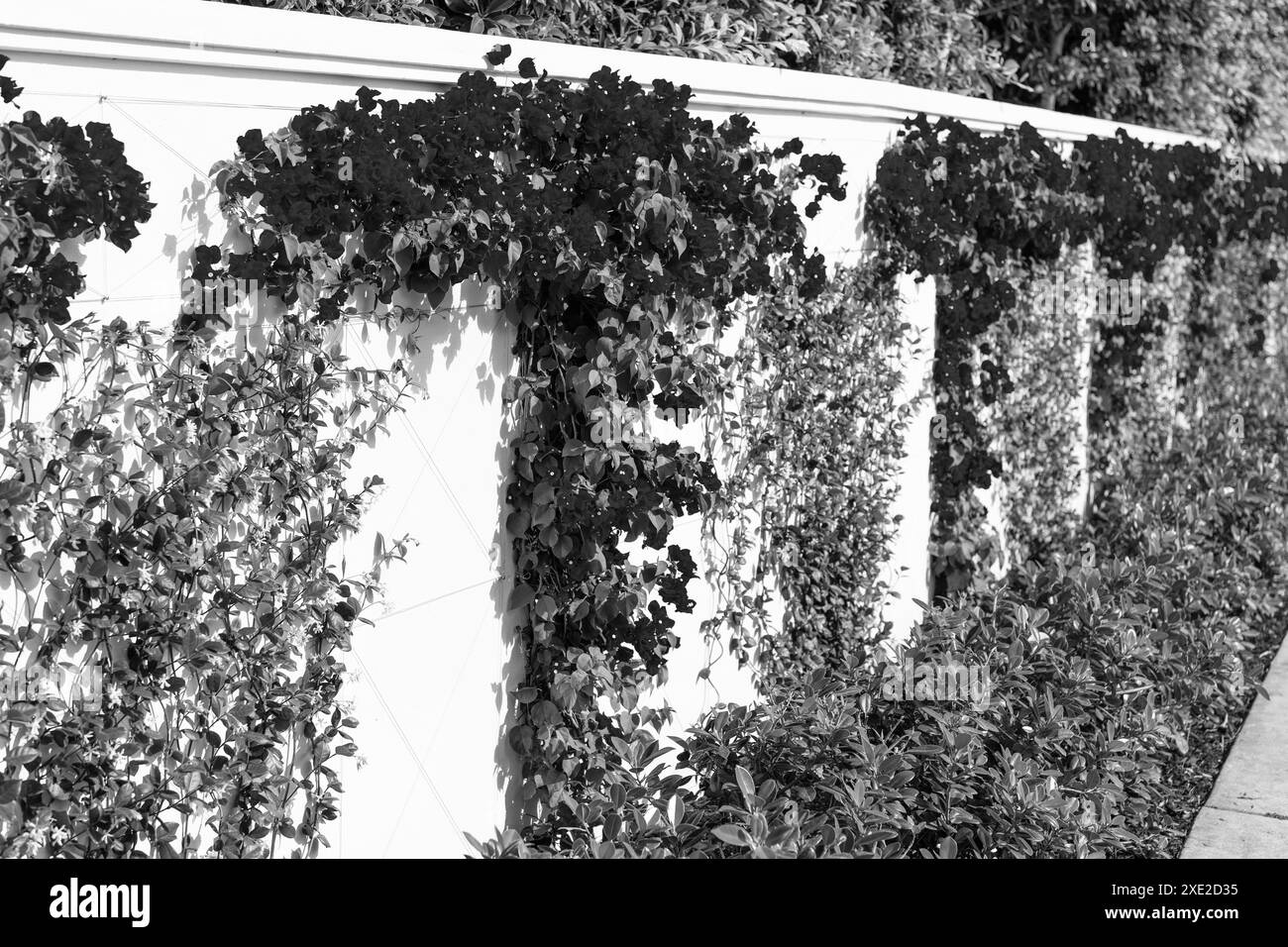 Bougainvillea ou fleur de papier avec fleurs fleuries croissant le long de la clôture en plein air Banque D'Images