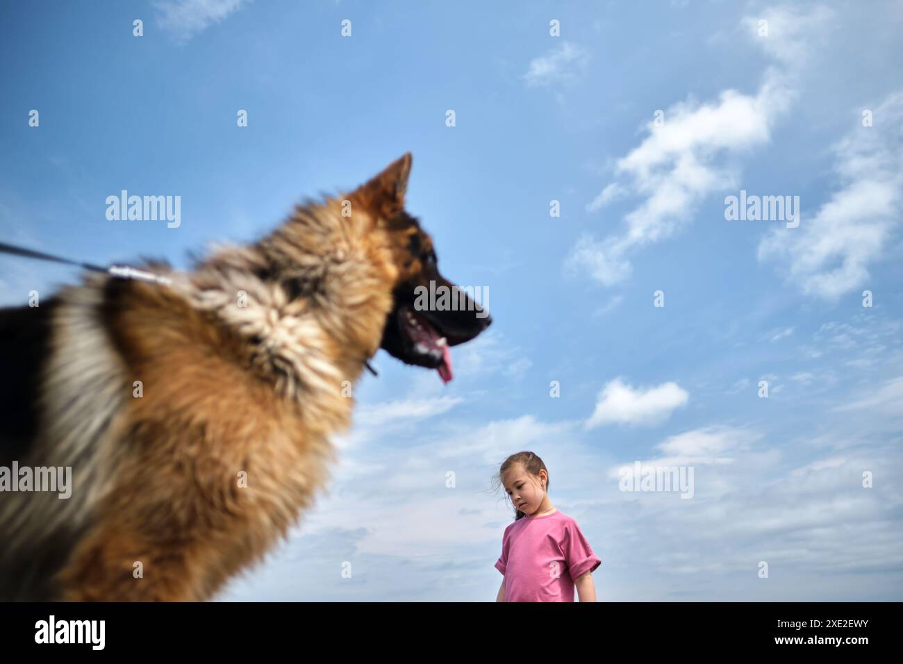 Un chien en laisse regarde une fille qui marche. Banque D'Images