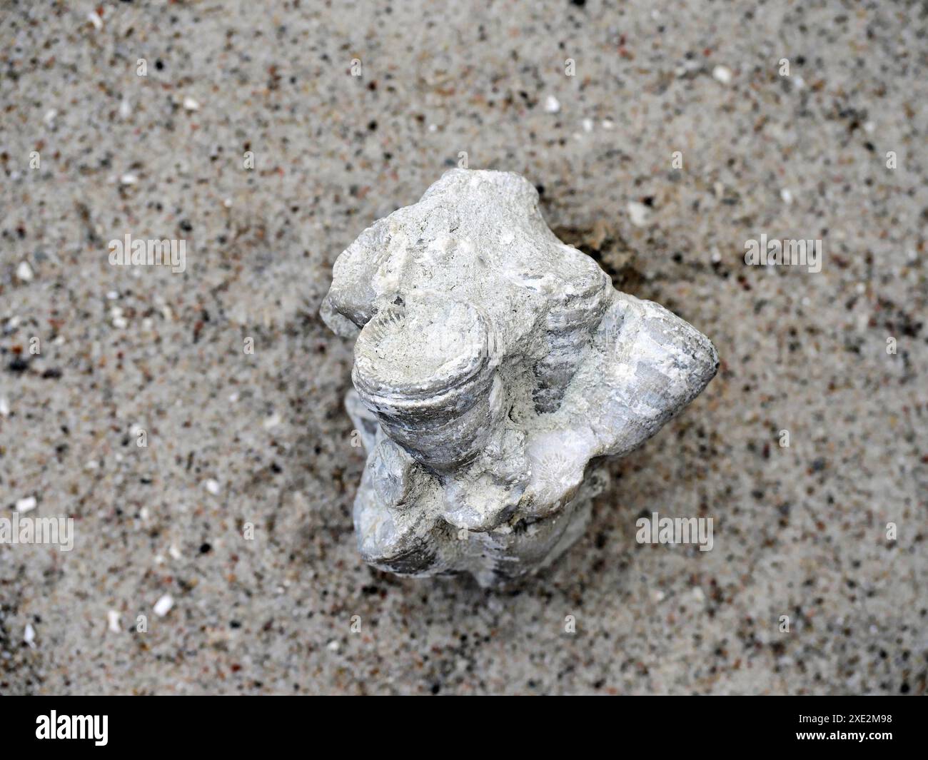 Les branches et fragments de corail fossilisés offrent un aperçu des anciens environnements marins et du développement des récifs sur des millions d'années Banque D'Images