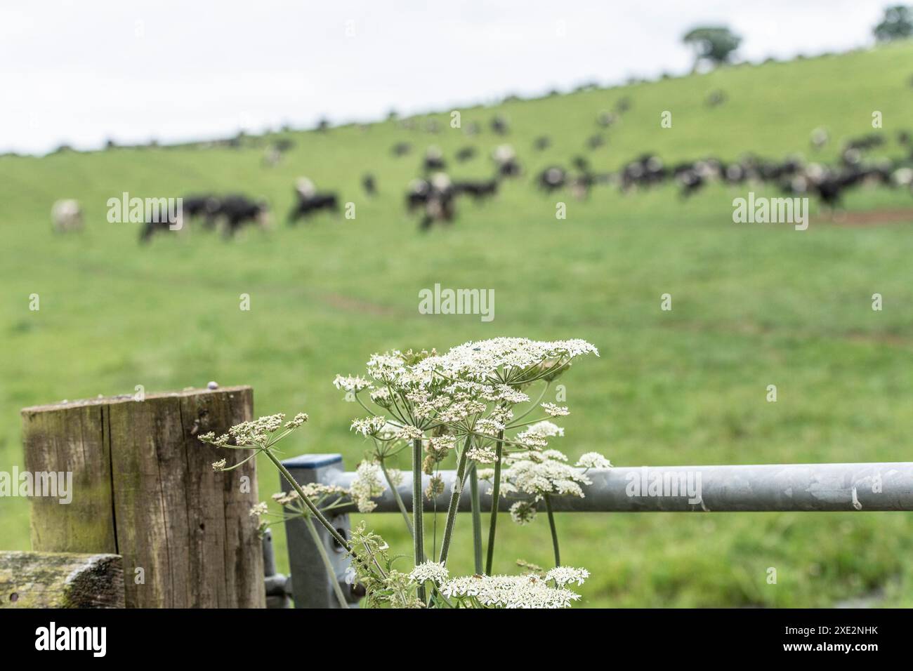 porte de champ sur une ferme laitière montrant des fleurs sauvages Banque D'Images