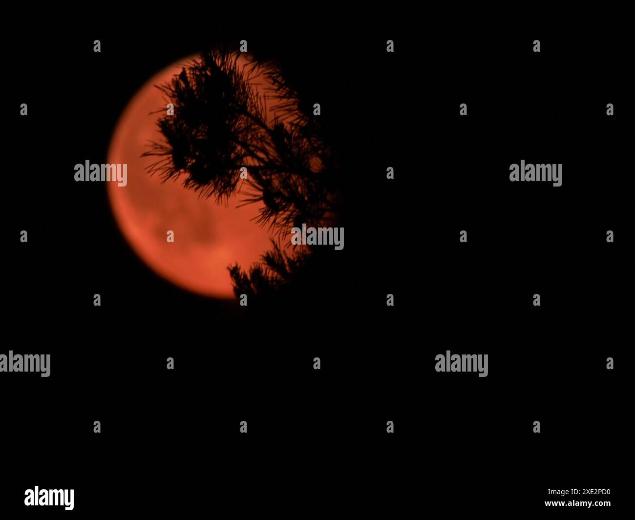 La lune, le satellite naturel de la terre de couleur rouge sur fond d'une branche de pin Banque D'Images