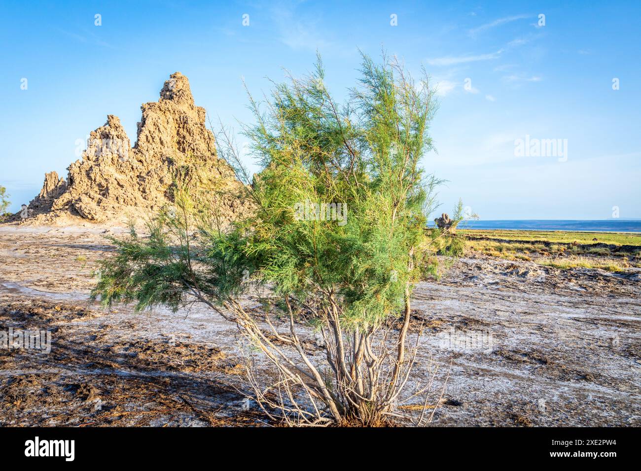 Cheminées préhistoriques calcaires formations rocheuses géologiques au fond du lac séché, lac salé Abbe, région de Dikhil, Djibouti Banque D'Images