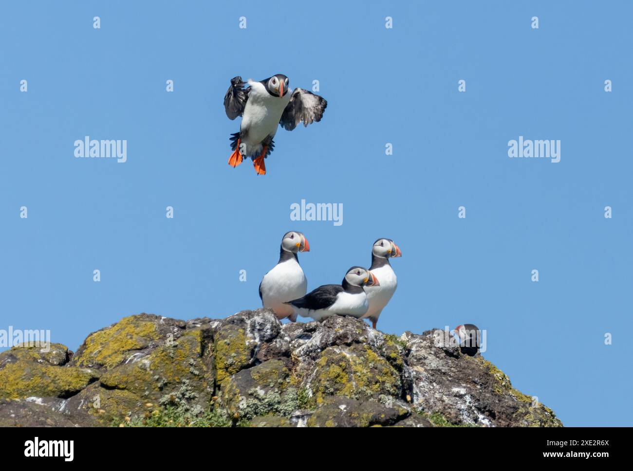 Macareux de l'Atlantique venant dans la terre sur un rocher Banque D'Images