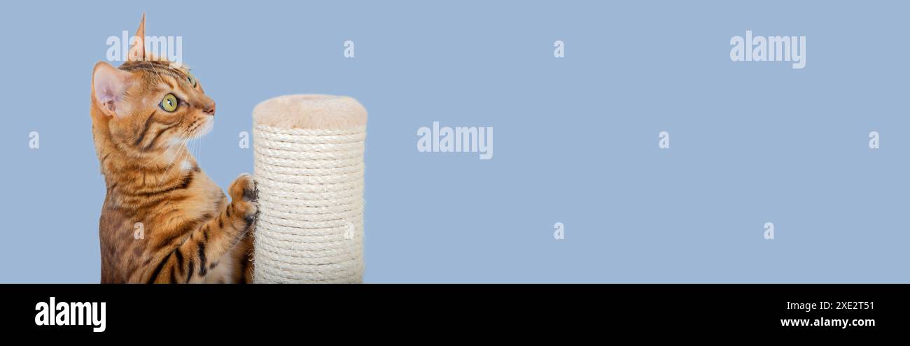 Un chat du Bengale aiguise ses griffes sur un poteau à l'aide d'une corde de jute. Banque D'Images
