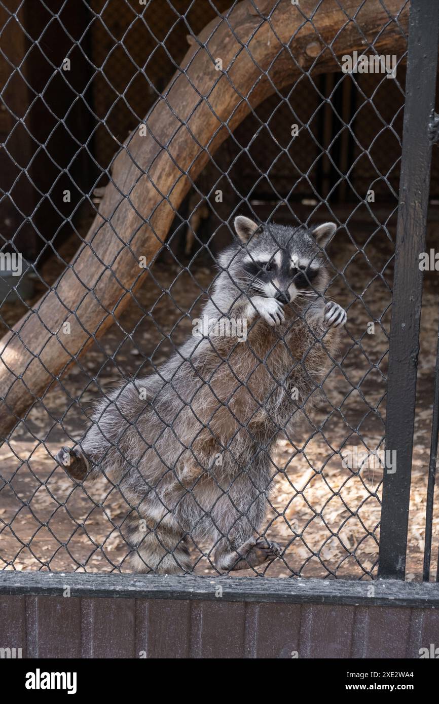 Un raton laveur drôle grimpe autour d'une cage dans un zoo, attirant les gens Banque D'Images