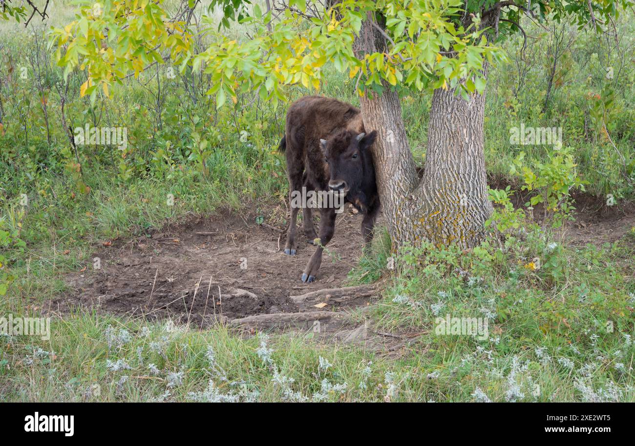 Un jeune bison, un buffle griffe frotte contre un arbre dans le parc national Theodore Roosevelt, Dakota du Nord, États-Unis Banque D'Images