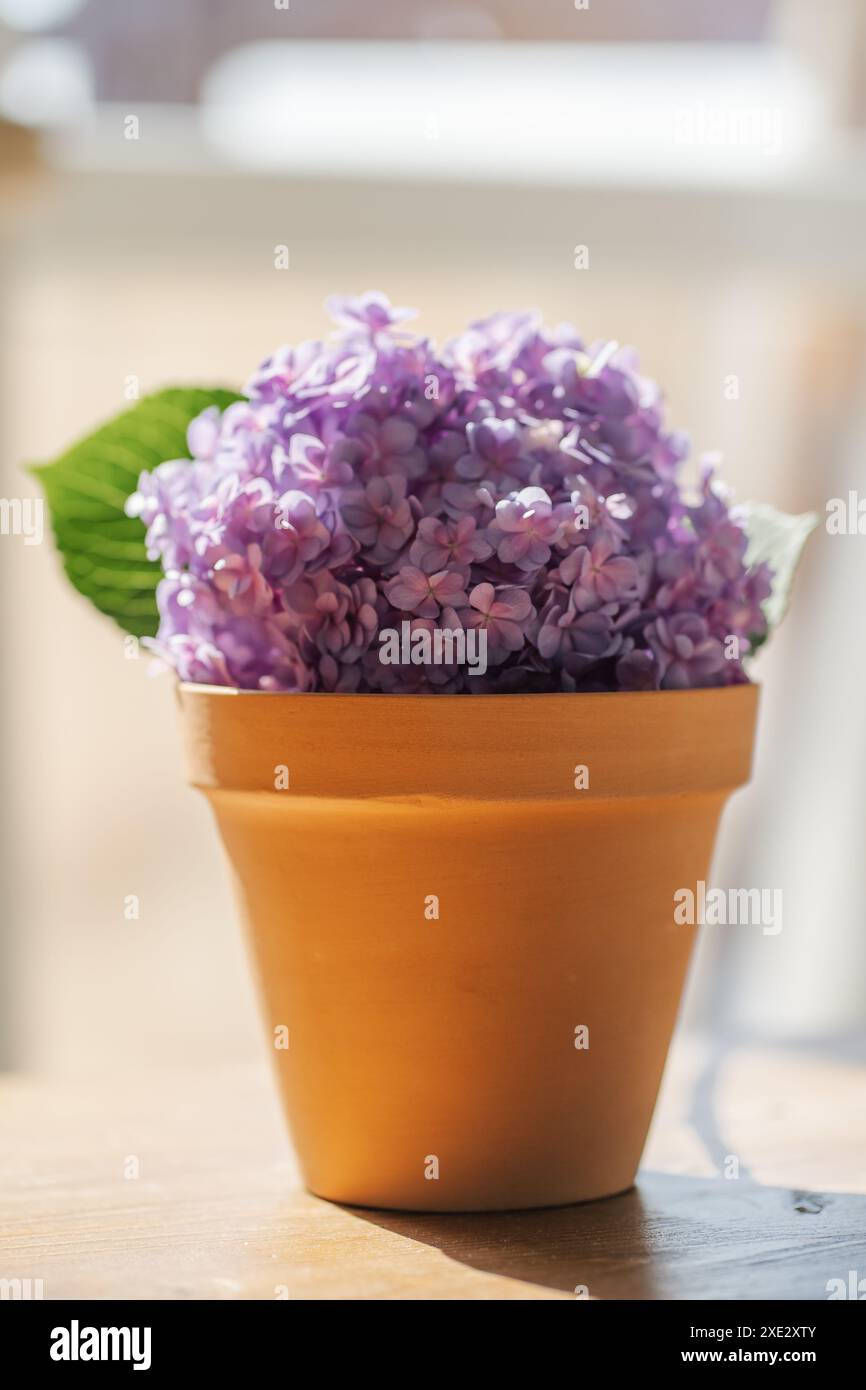 Hydrangea macrophylla pourpre dans un pot en terre cuite. Banque D'Images