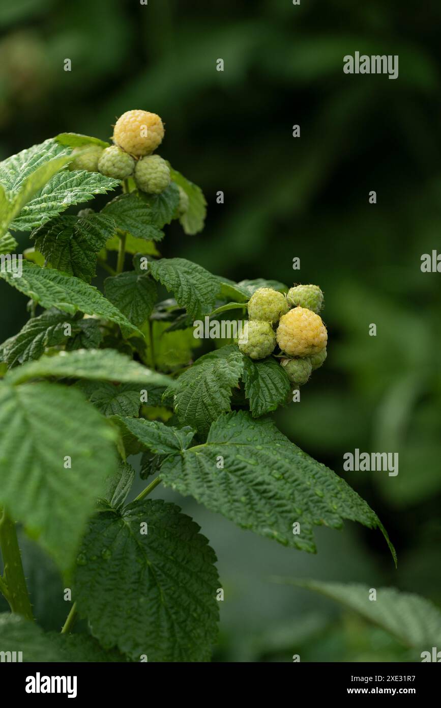 Bush framboise jaune avec des baies non mûres dans le jardin Banque D'Images