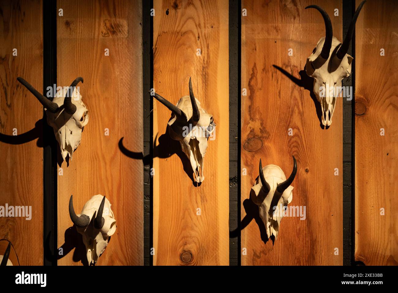 Fond de crânes d'animaux. Os et tête d'animaux, squelettes effrayants, trophée de chasse. Banque D'Images