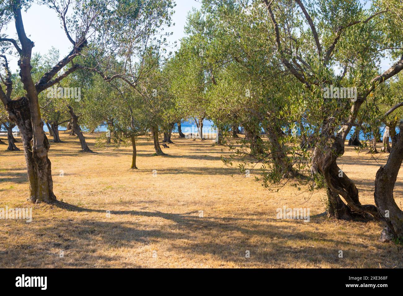 Culture d'oliviers en Italie. Plantation extérieure biologique dans un cadre rural. Banque D'Images