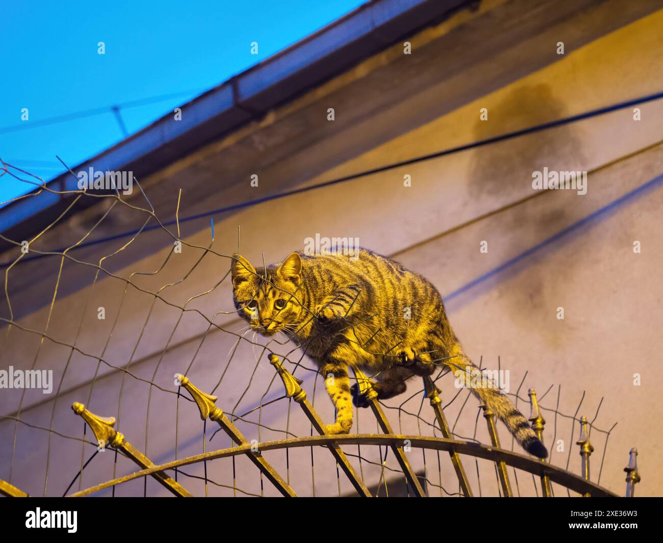 Chat assis sur le mur bas de la cour Banque D'Images