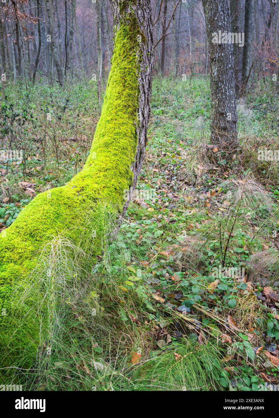 Tronc d'arbre moussu Banque D'Images