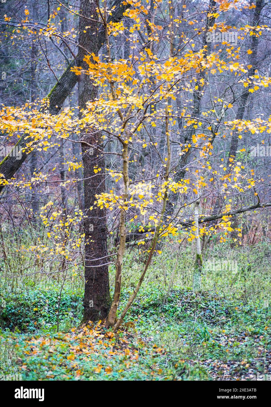 Feuilles jaunes sur les arbres Banque D'Images