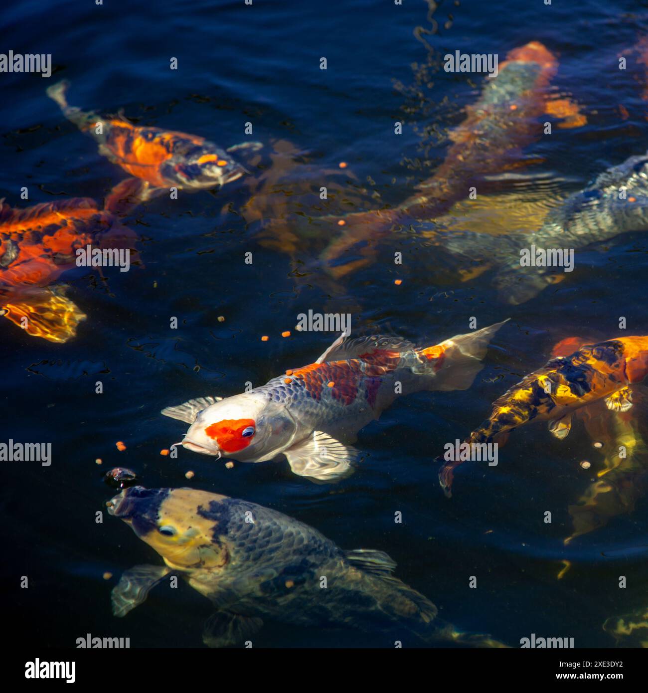 Poisson koi japonais dans l'étang, poisson carpe koi japon. fond naturel coloré. Directement au-dessus, top vie Banque D'Images