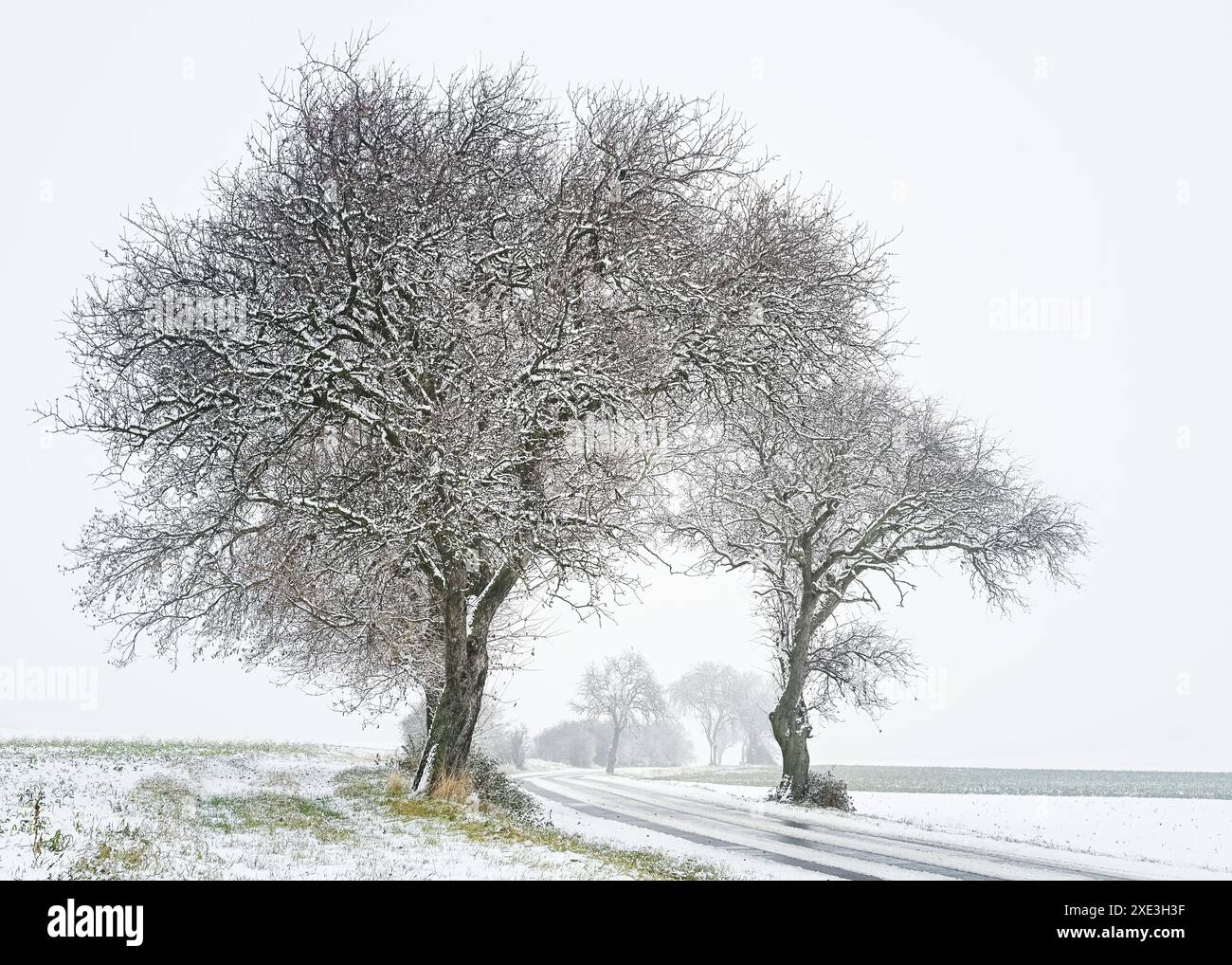 Road et d'arbres couverts de neige en hiver. Banque D'Images