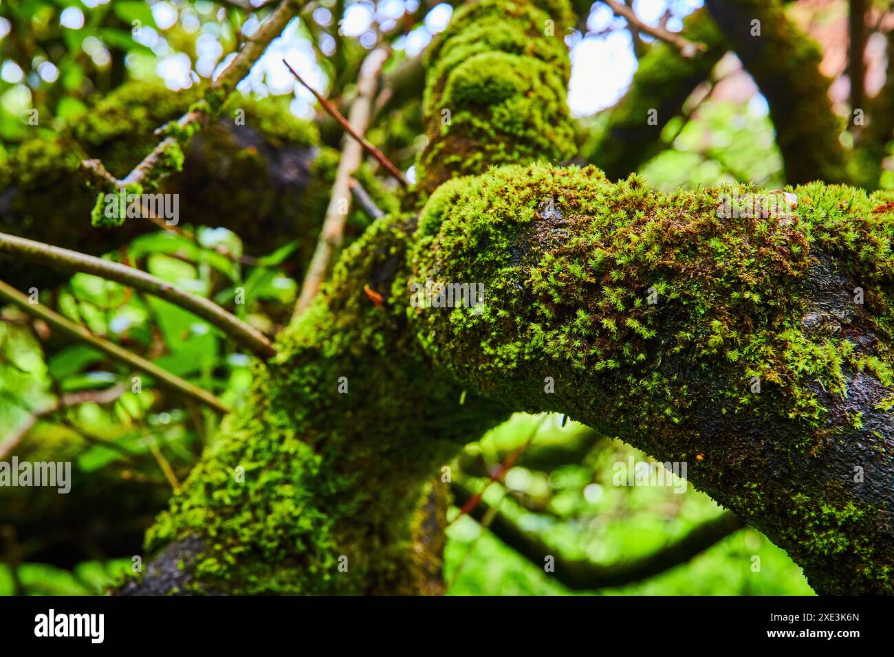 Gros plan sur les branches d'arbres nouées de mousse de forêt luxuriante Banque D'Images