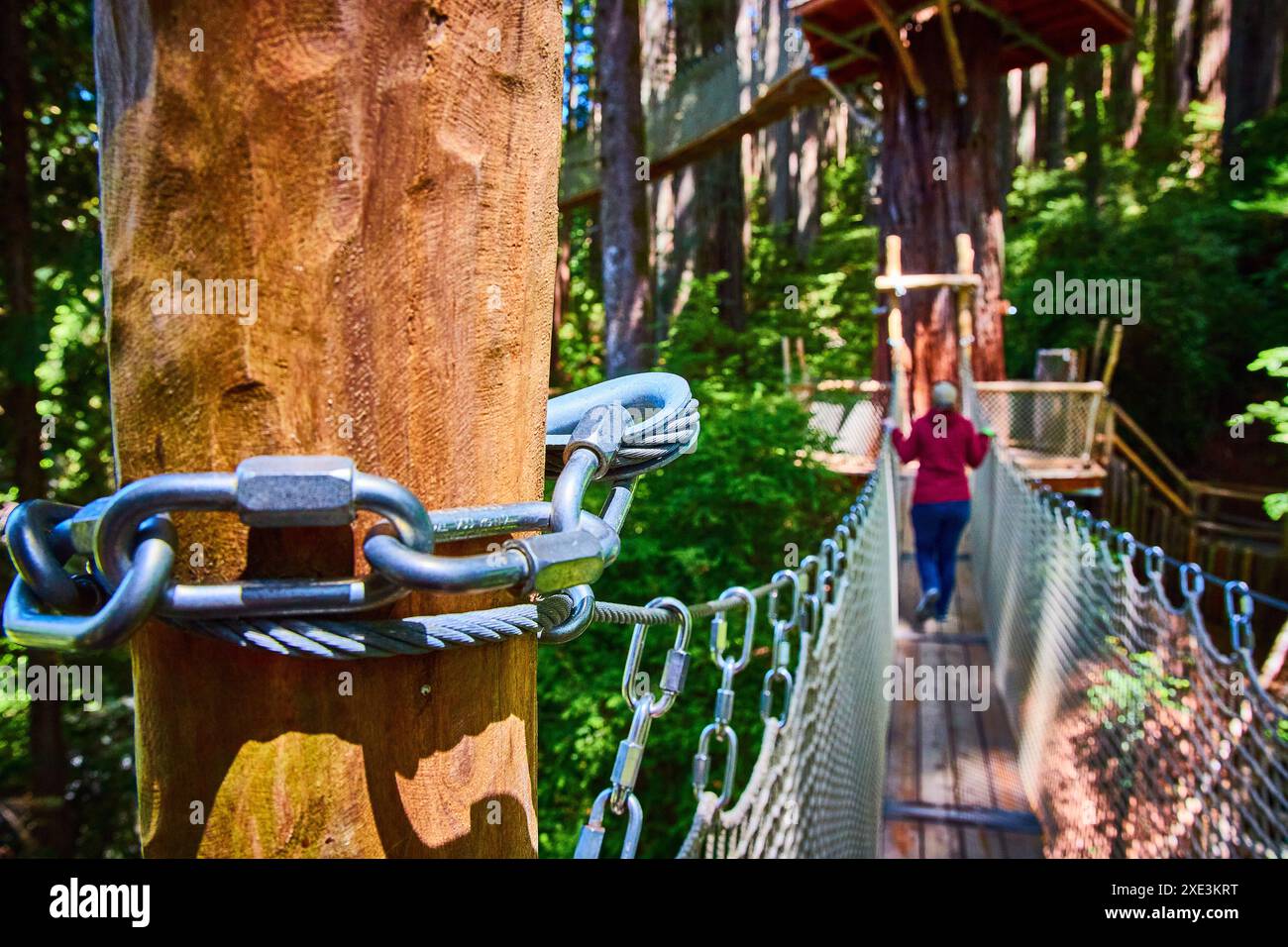 Adventure pont suspendu dans la forêt de séquoias vue à angle élevé Banque D'Images